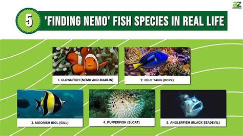 Species of fish Dory in Finding Nemo CodyCross Answer.